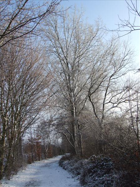EchtzerWinter2010Januar 008