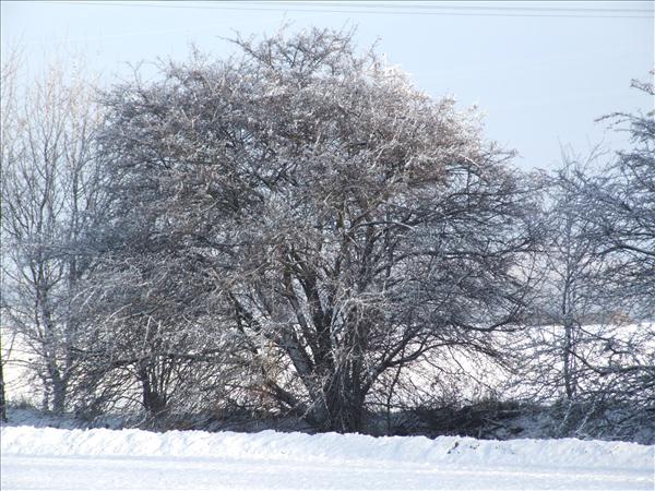 EchtzerWinter2010Januar 009