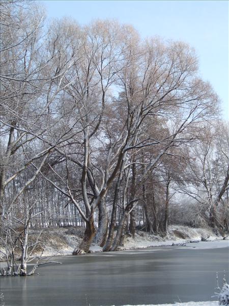 EchtzerWinter2010Januar 012