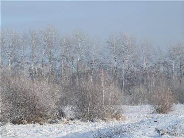 EchtzerWinter2010Januar 020