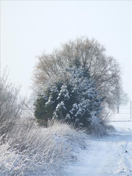 EchtzerWinter2010Januar 023