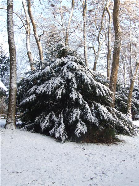 EchtzerWinter2010Januar 056