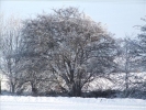 EchtzerWinter2010Januar 009