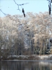 EchtzerWinter2010Januar 036