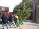 HGV-Weihnachtsbaum2011 015