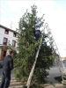 HGV-Weihnachtsbaum2011 018