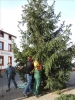 HGV-Weihnachtsbaum2011 022