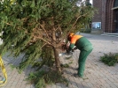 WeihnachtsbaumEchtz 019