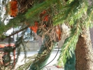 WeihnachtsbaumEchtz 020