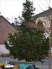 WeihnachtsbaumEchtz 024