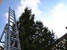 WeihnachtsbaumEchtz 045