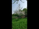 Baumbluete2013 002