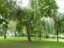 Stifterwald2014 004
