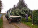 Weihnachtsbaum2014 007