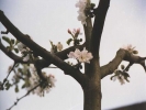 Obstbaumpflege2002 003