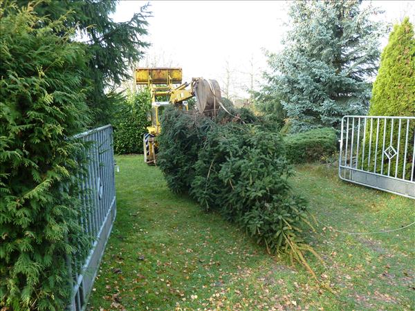 WeihnachtsbaumEchtz 002