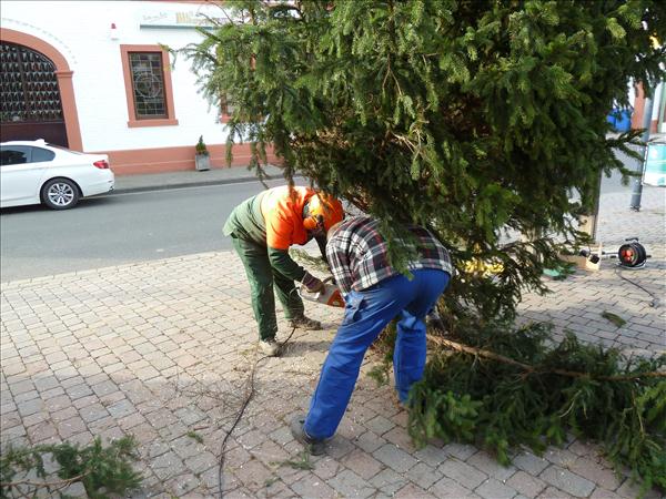 WeihnachtsbaumEchtz 018