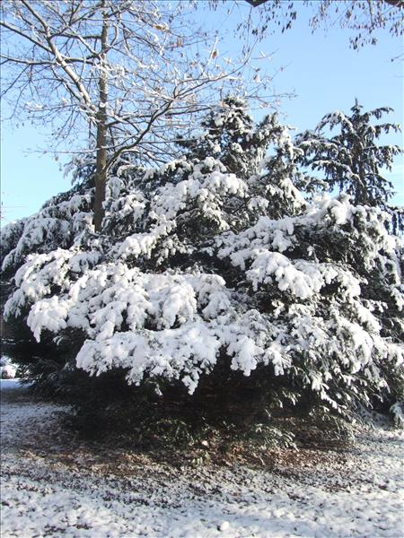 Winter2012 022