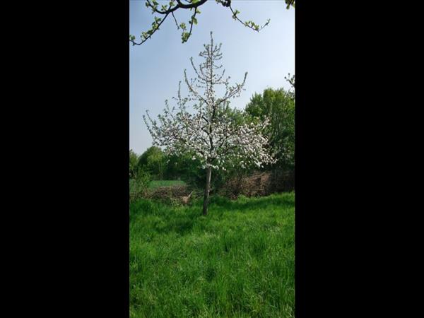 Baumbluete2013 002