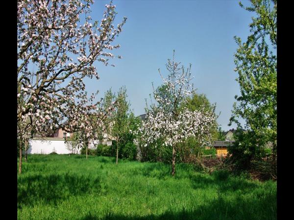 Baumbluete2013 007
