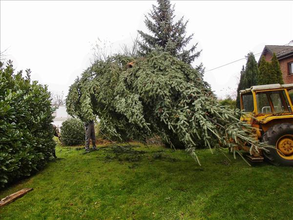 Weihnachtsbaum2014 003