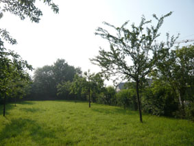 Obstwiese